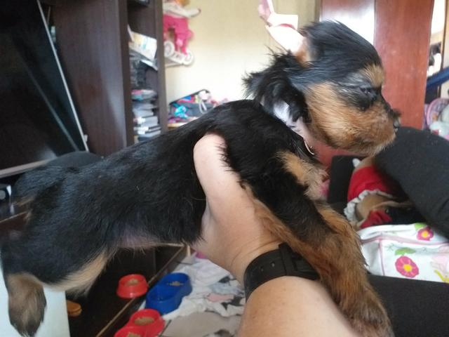Cães - Foto 2