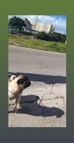 Vendo Pug - Foto 3