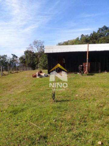 Chácara com 1 dormitório à venda, 50000 m² por r$ 318.000,00 - santa cruz da concórdia - t - Foto 4