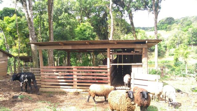 Chacara R$ 310,000.00 Faz. Rio Grande /Mandirituba medindo 20.000.00m2 - Foto 11