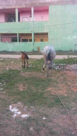 Besta com a burrinha - Foto 4
