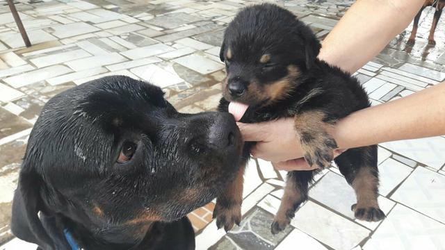 Filhotes de Rottweiler - Foto 5