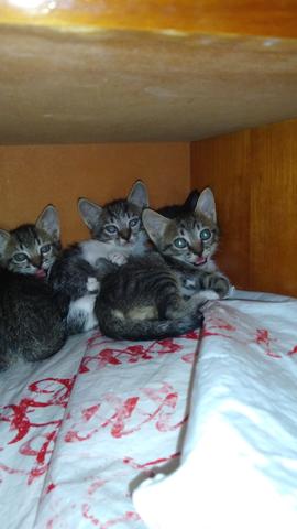 Filhotinhos de gatos para ADOÇÃO - Foto 2