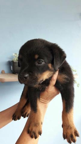 Filhotes de Rottweiler - Foto 2