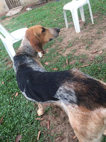 Cachorra americano - Foto 6