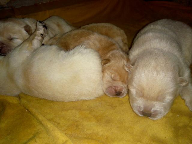 Lindos filhotes Chow Chow porte americano linhagem maravilhosa - Foto 5