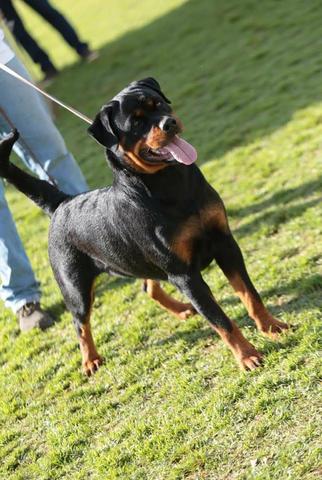 Filhotes de rottweiler - Foto 6