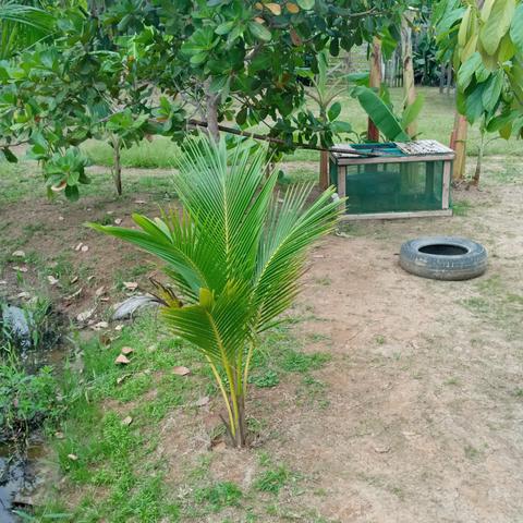 Troco por colônia essa casa ! - Foto 9