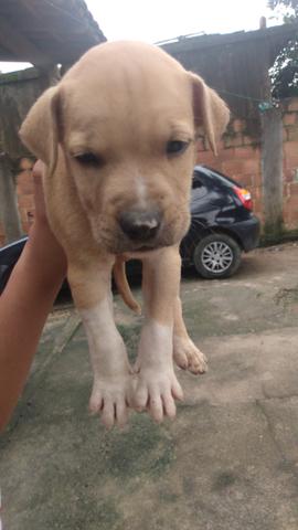 PitBull - Foto 4