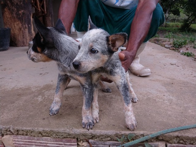 Boiadeiro Australiano/ Blue Heeler 