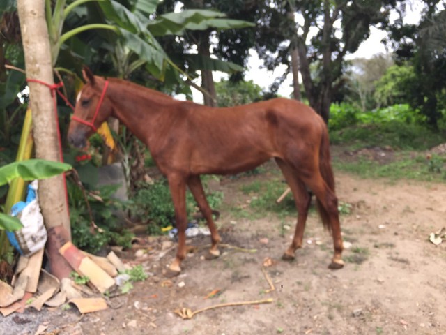 Égua mangolina 