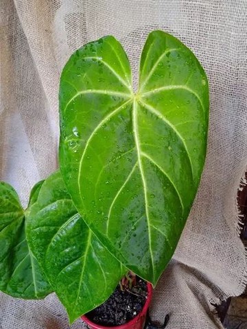 Anthurium Magnifico Raro<br><br>