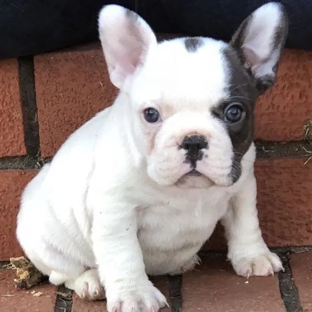 Bulldog Francês, fêmeas e machos, vacinados e vermifugados c gtias d saúde em contrato. - Foto 3