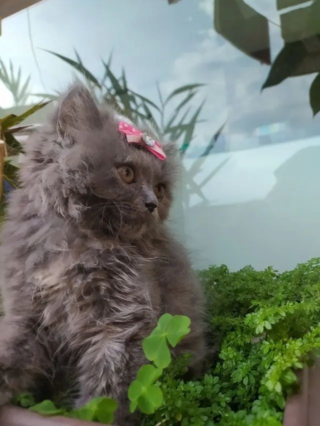 Filhote gato persa Himalayan - Foto 2