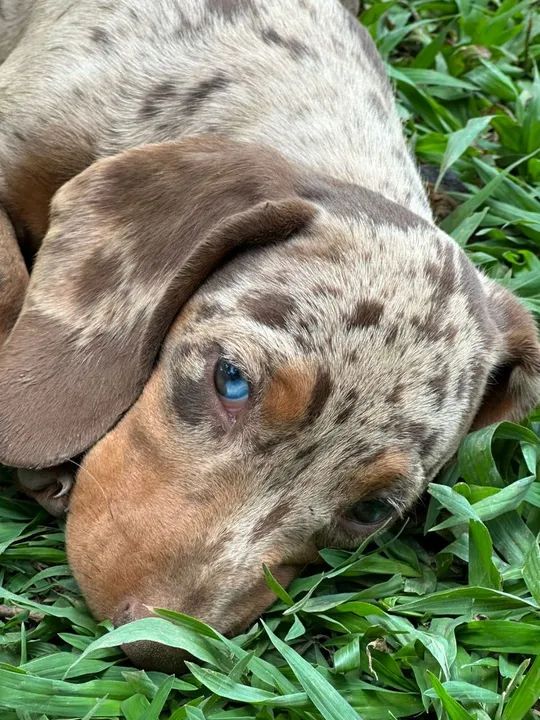 FILHOTES DE DACHSHUND (Basset) - Foto 3