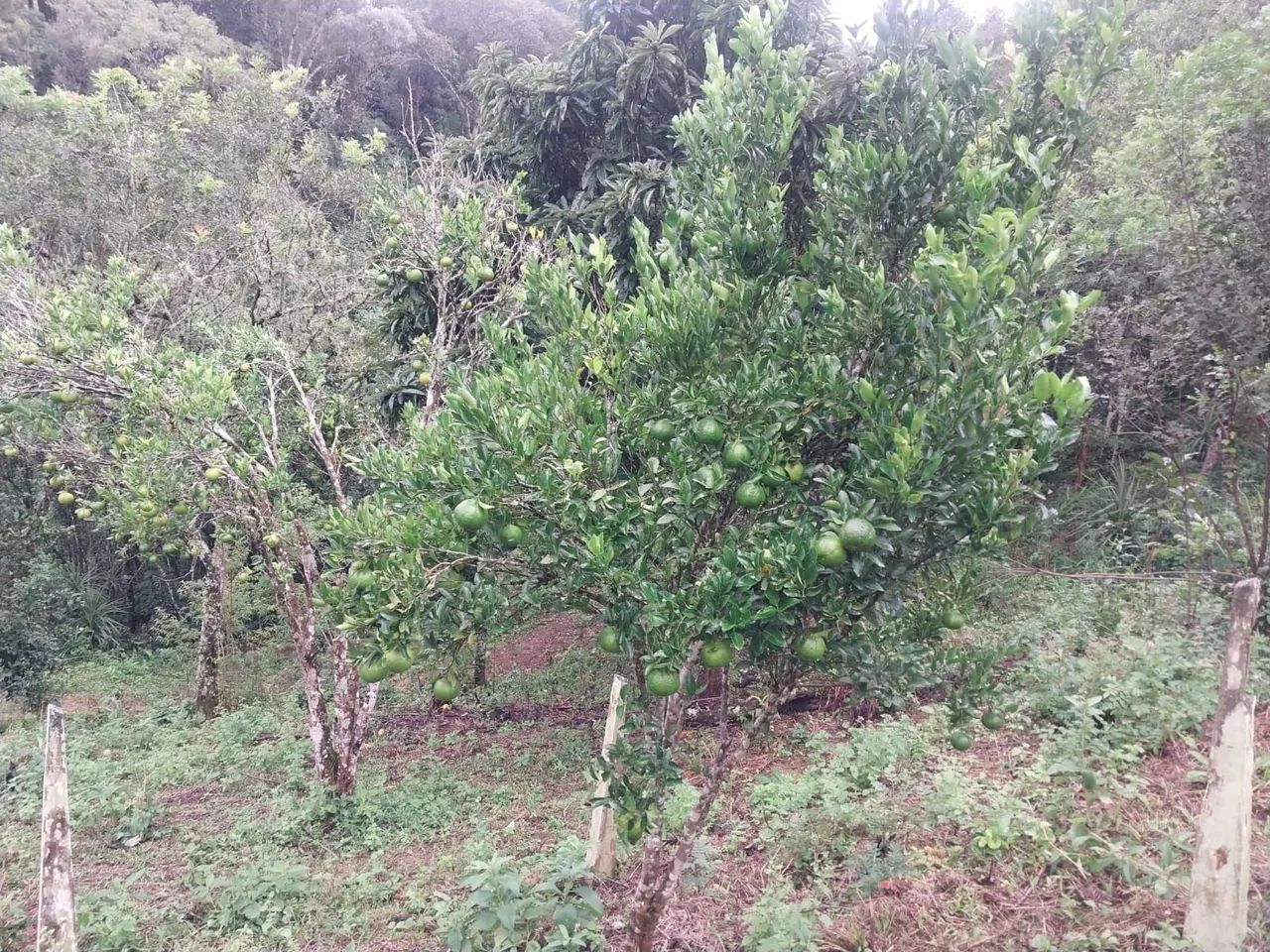 Vendo chácara formada com 2 casas - Foto 15