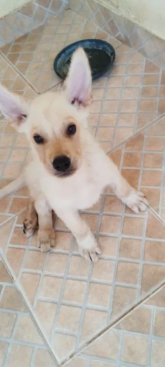 Filhote de Pastor Belga