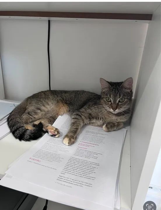 GATA fêmea castrada para adoção responsável  - Foto 4