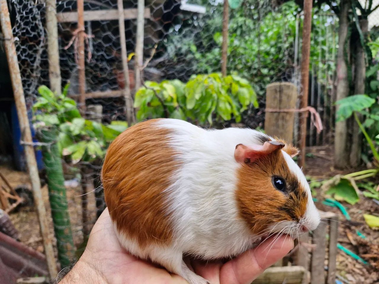 Porquinho da india, hamister, coelho - Foto 3