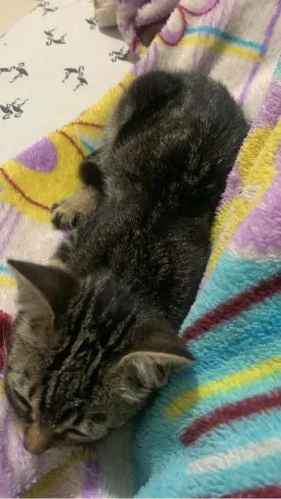 Gatinha fêmea para doação  - Foto 3