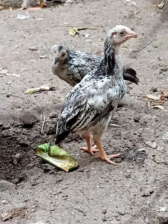 Pintos de raça pura