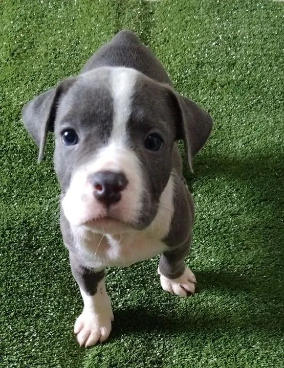 American Pitbull Grey Puppy Bully Puppy Pitbull Puppy Grey Blue