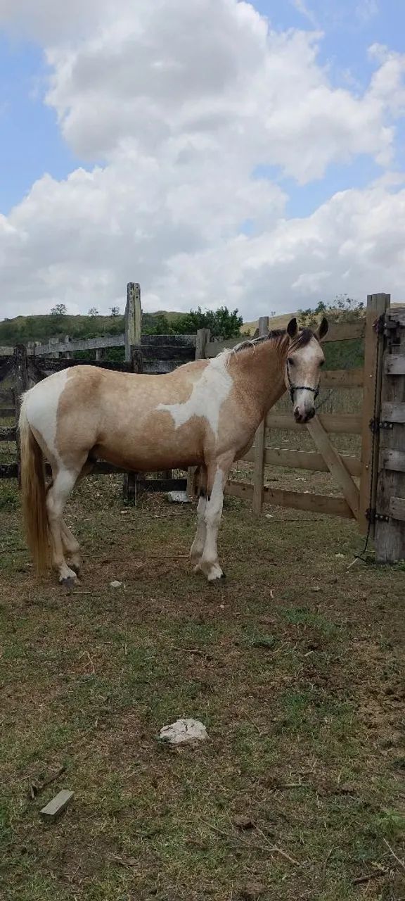 Cavalo Pampa  - Foto 3