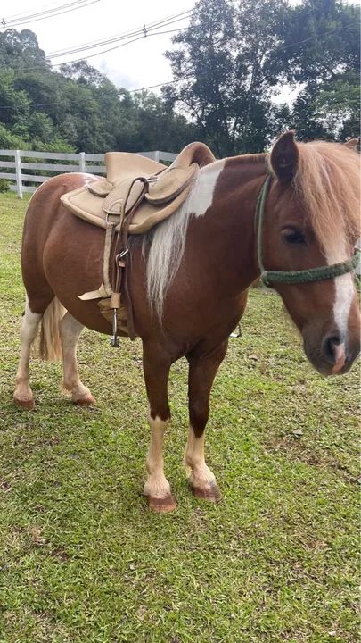 Vendo Pônei encilhado  - Foto 3