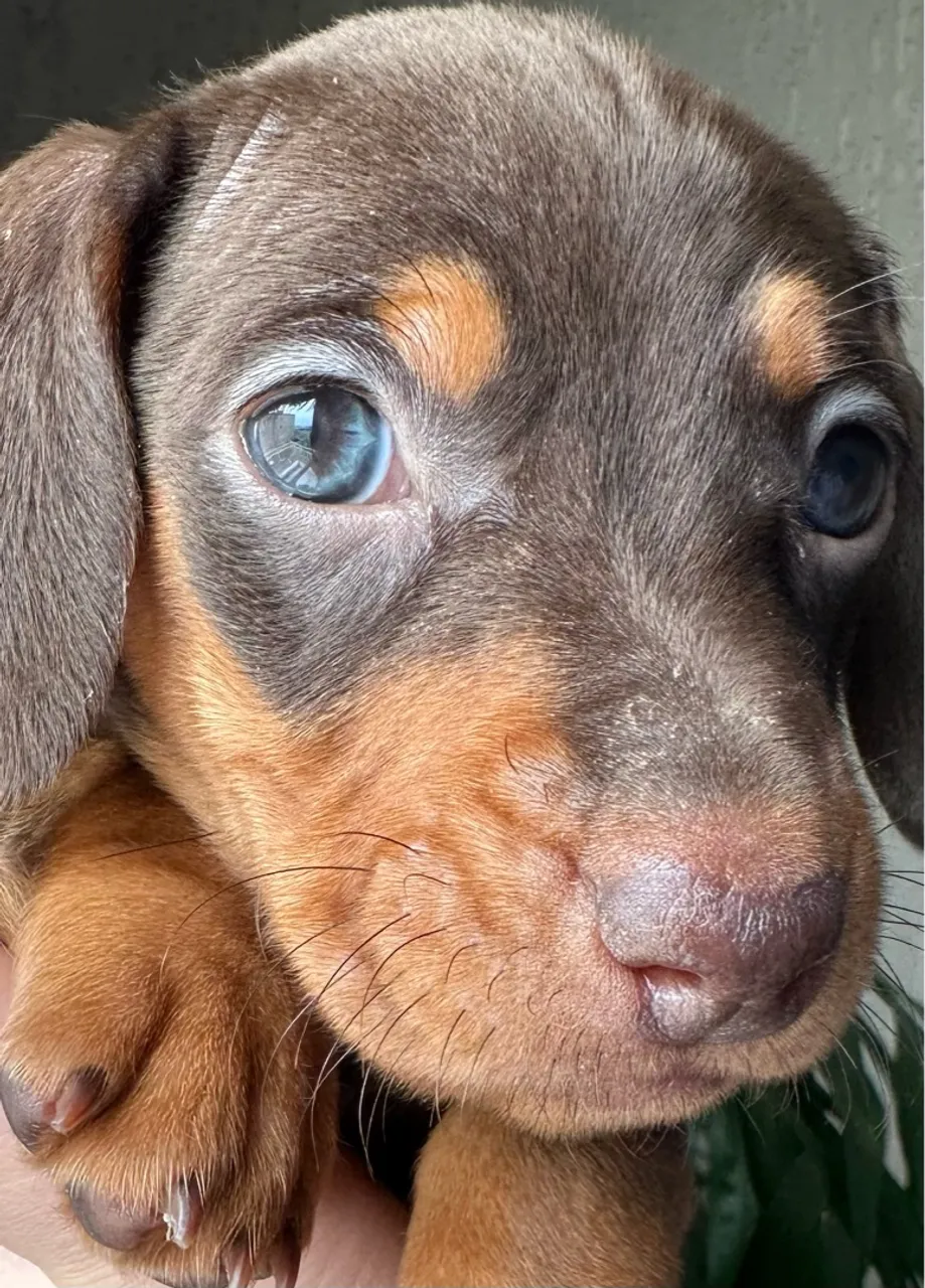Filhote de Dachshund fêmea