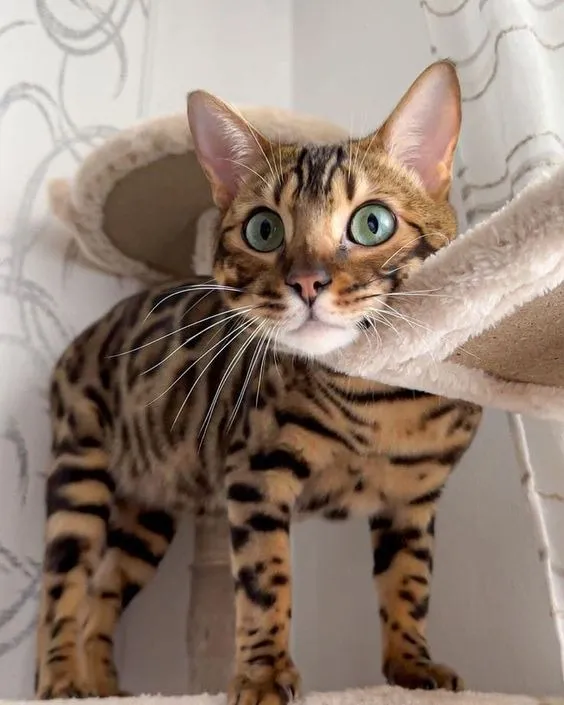 Gato Bengal à venda - Exótico, atlético e extremamente carinhoso!