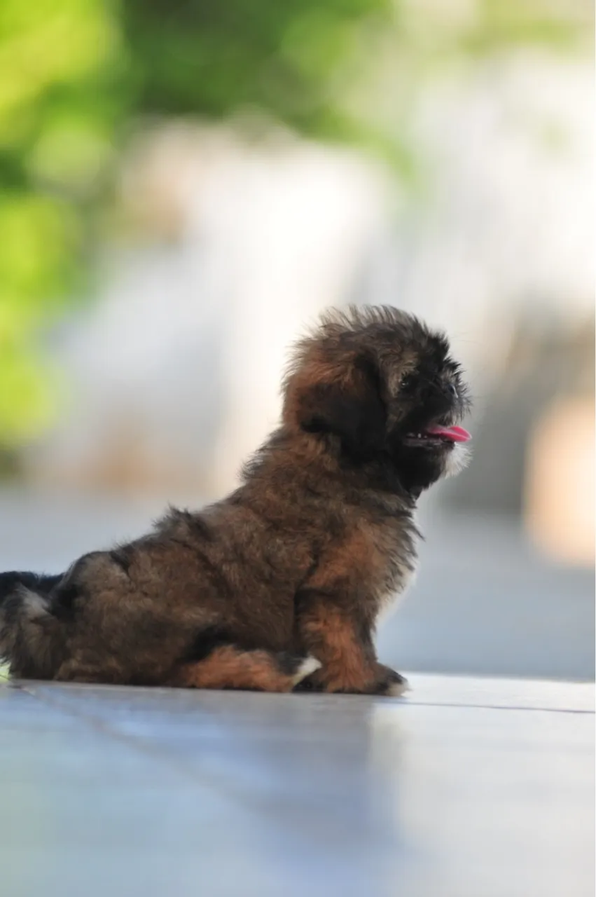 Filhote Shih Tzu