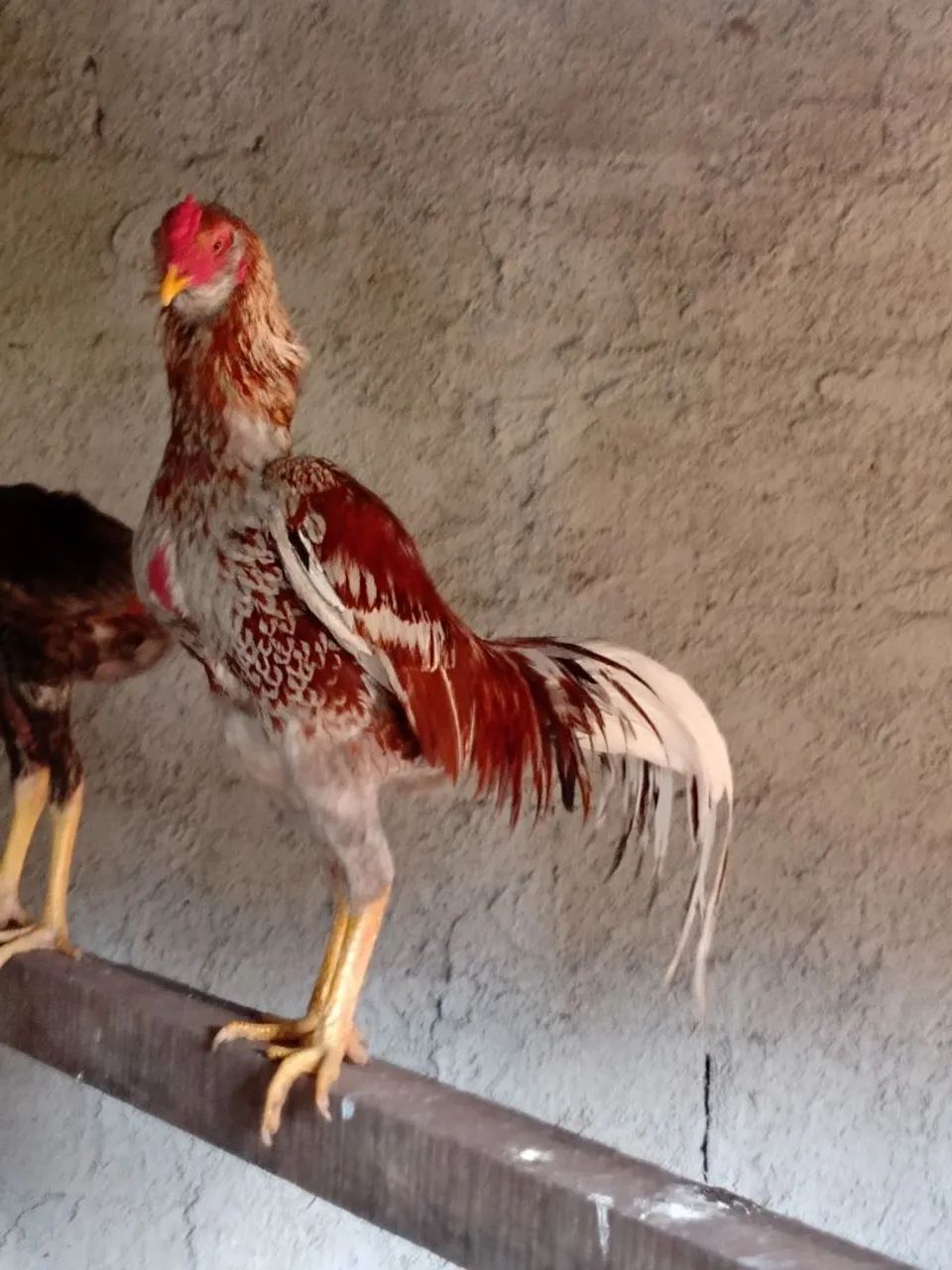 Galo exótico barbudo borrado vendendo barato - Foto 2