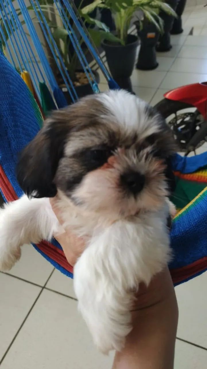 Vendo um lindo filhotinho de Shitzu macho  - Foto 2