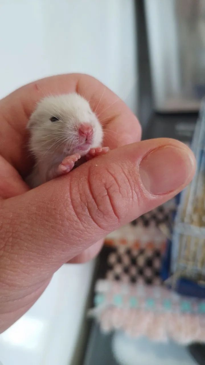 Hamster sirio 64167789187074120