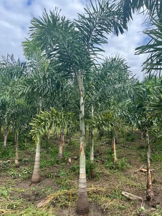 Palmeira Rabo de Raposa - Foto 2