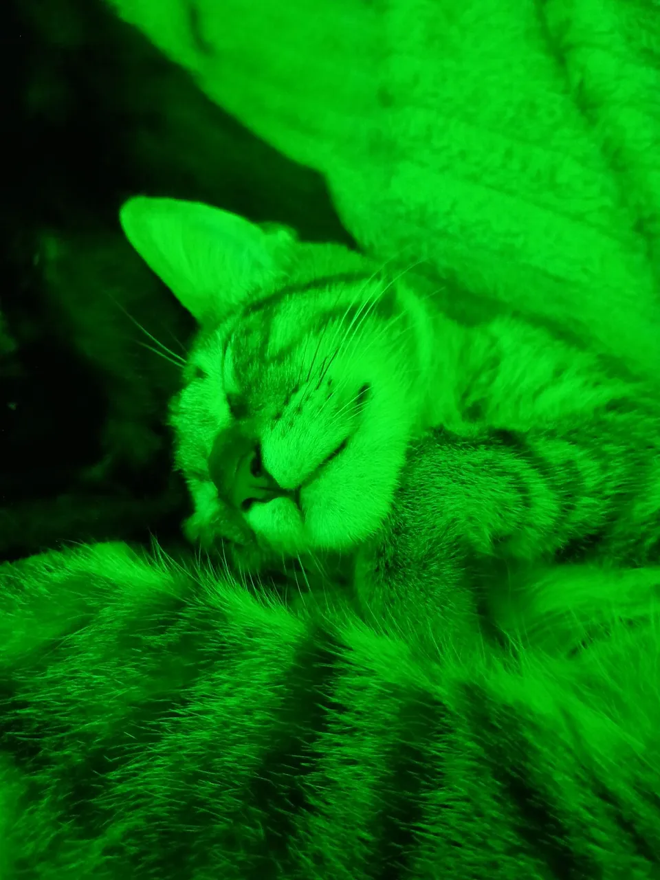 Gatinhos lindos para adoção responsável