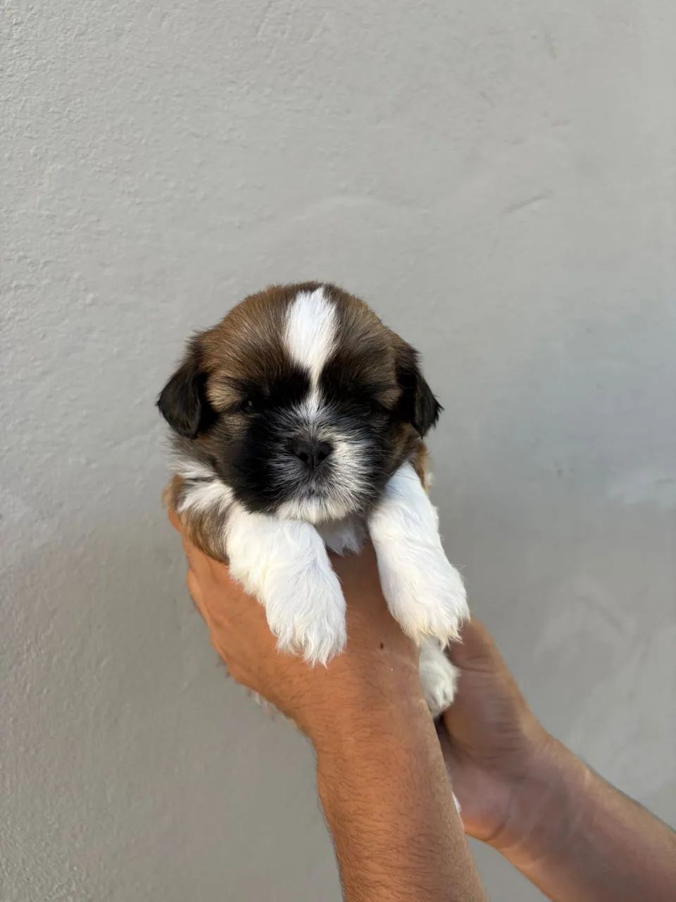 Vendo filhote de ShihTzu macho puro, com 30 dias! - Foto 3