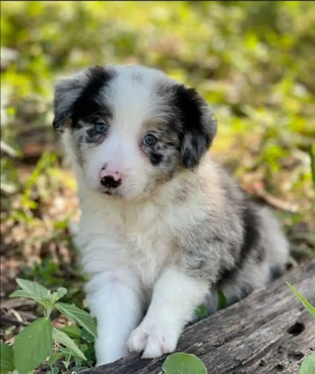 Filhote de Border Collie | Parcelamento SEM JUROS!