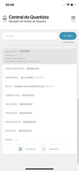 Potro Quarto de milha PO  - Foto 6