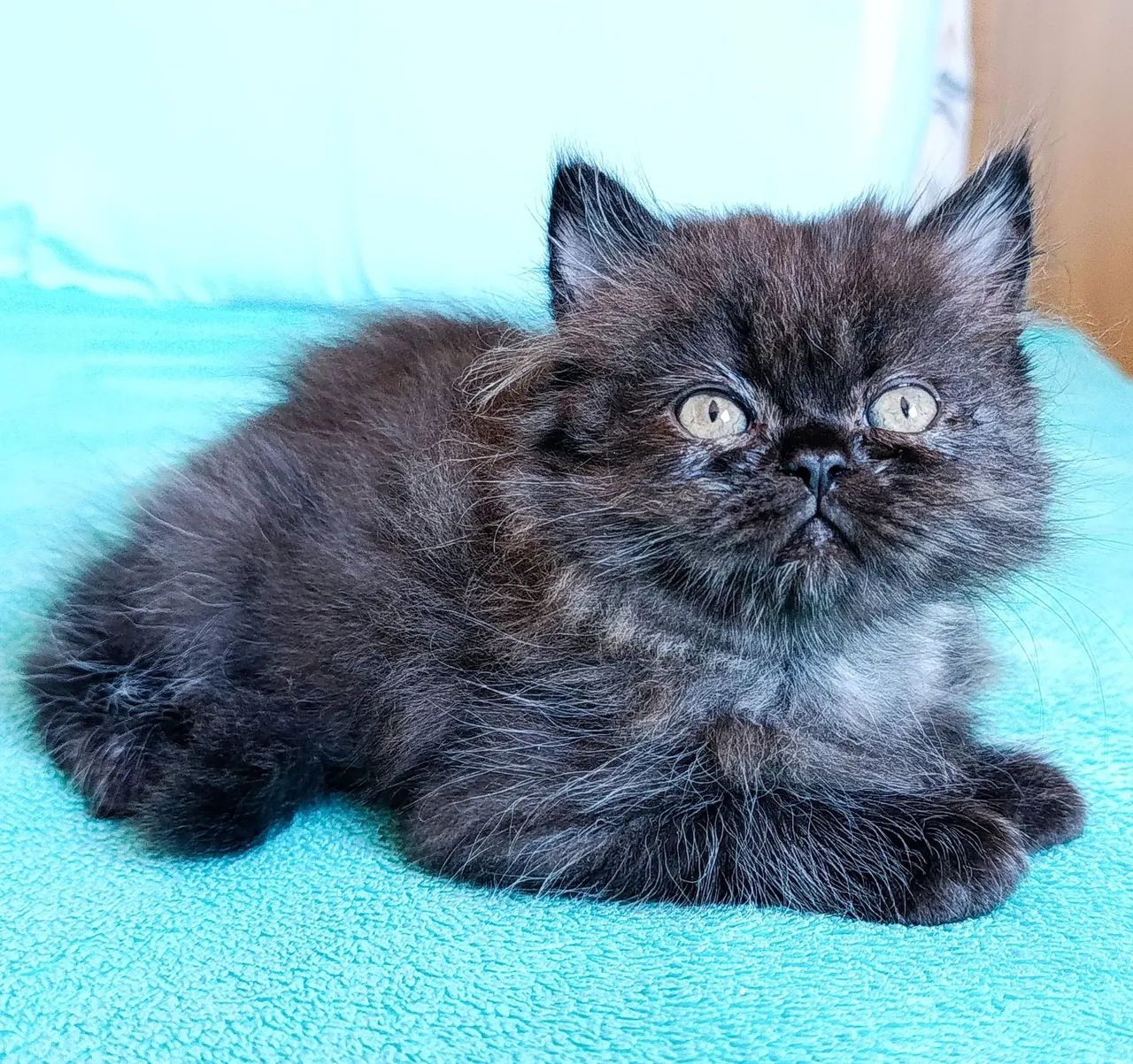 Gato persa macho com pedigree  - Foto 2