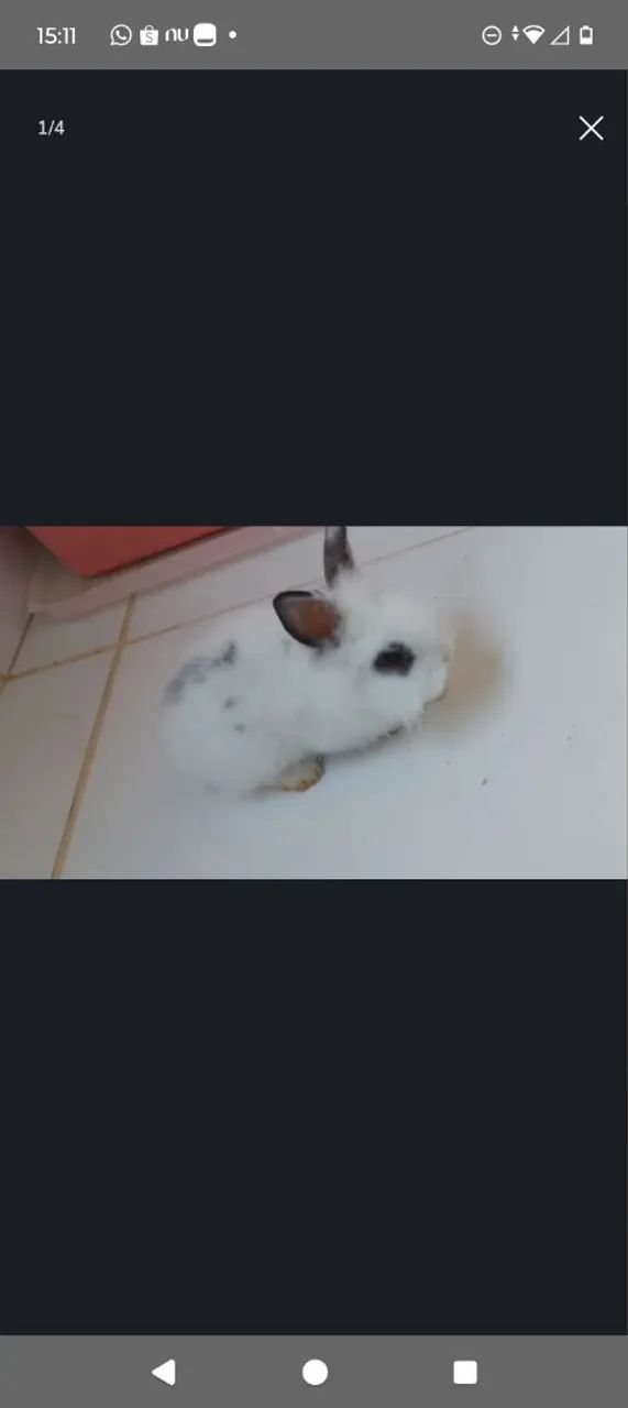 Coelhos filhotes - Foto 6