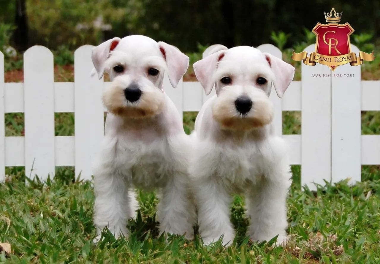 Schnauzer  - Foto 4