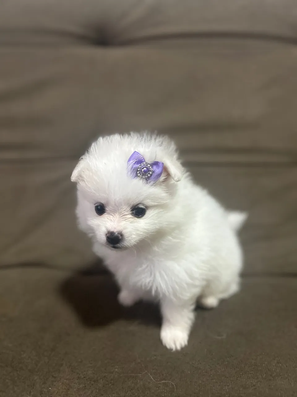 Filhote Spitz Alemão - Fêmea