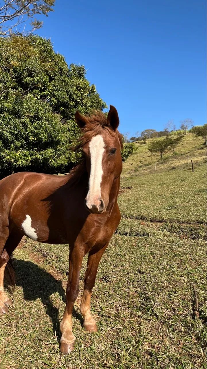 Cavalo Mangalarga - Foto 3