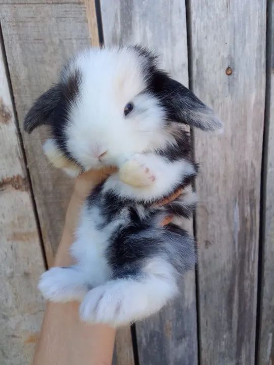 Mini coelho-Lop - Foto 2