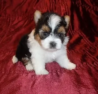 Biewer Terrier Filhote Mini - Pequeno no Tamanho, Gigante no Amor