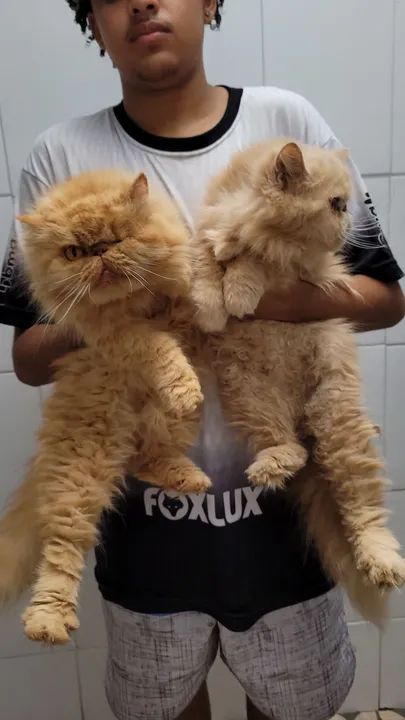 Gatas persa fêmea  - Foto 2