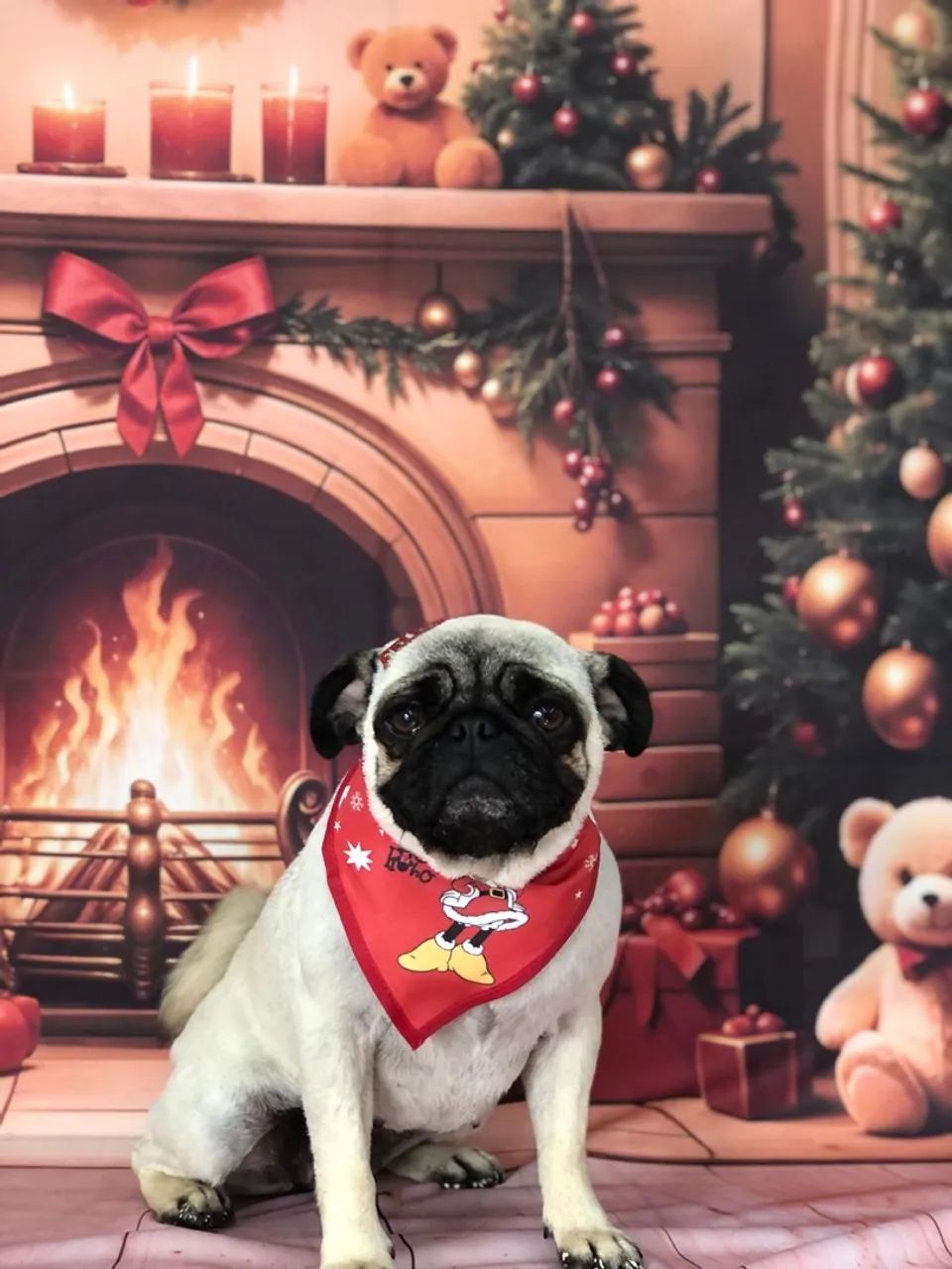 Pug Mini  fêmea com 2 aninhos
