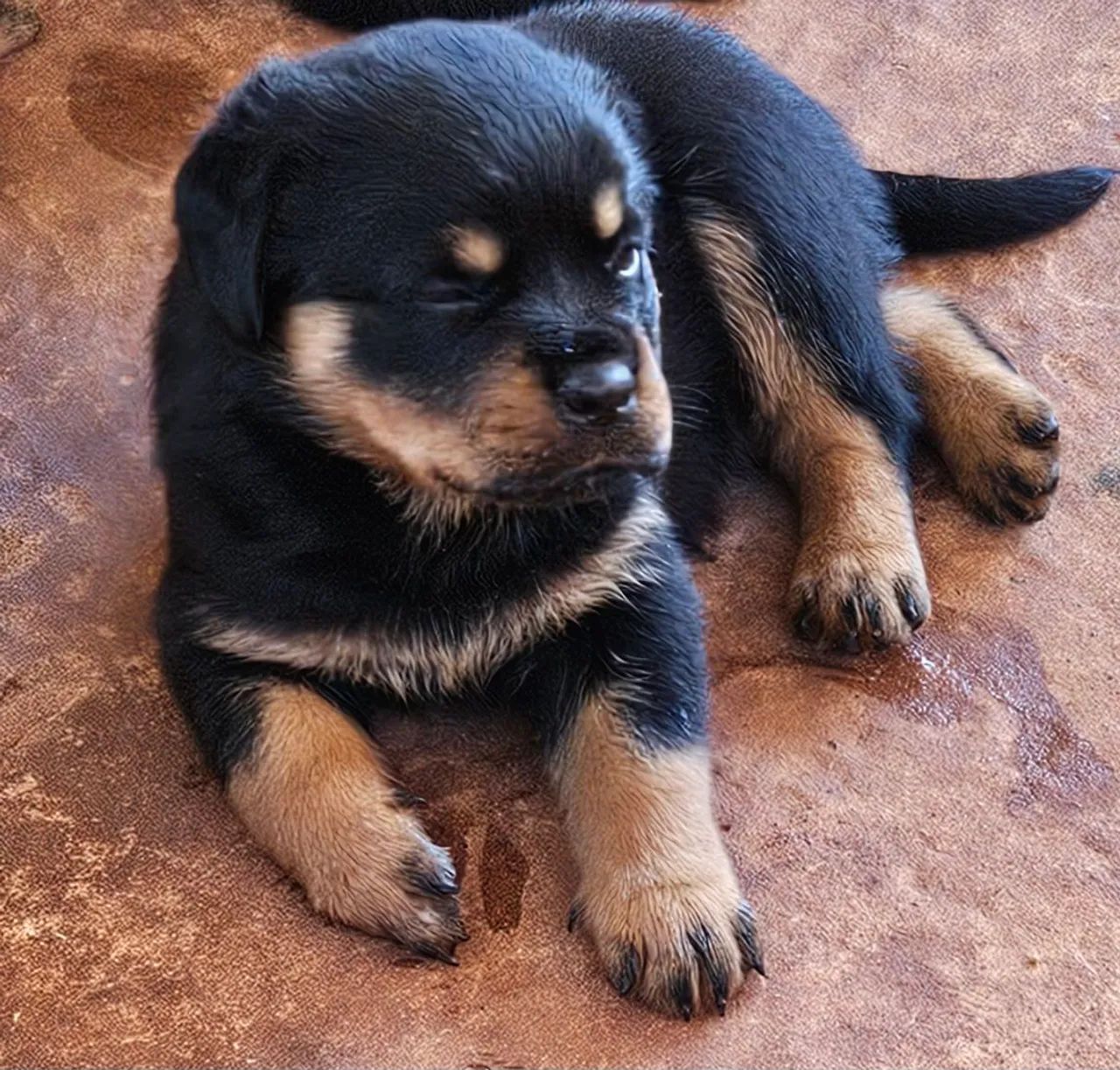 Filhote Rottweiler - Foto 4