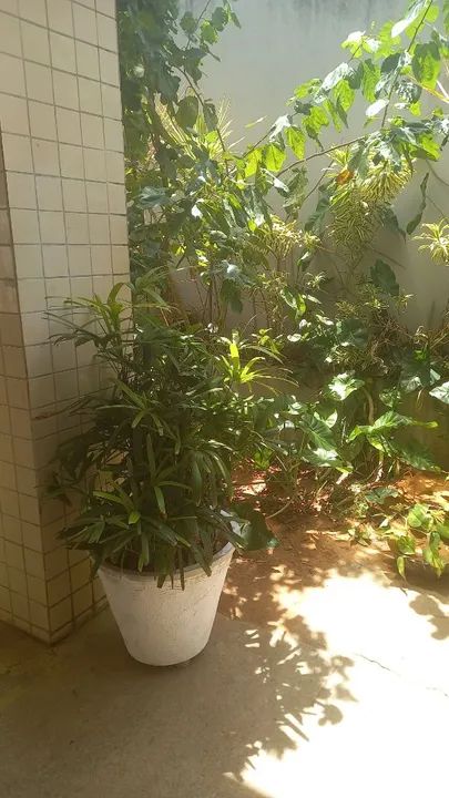 Por motivo de mudança estou vendendo mais de 20 jarros e todas as plantas  - Foto 5